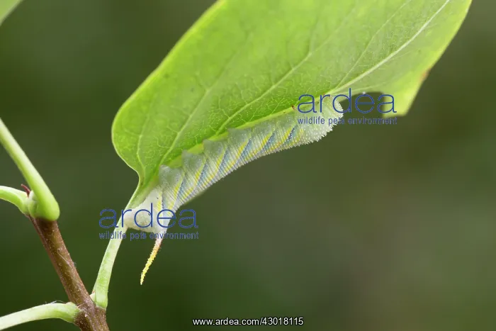 : Death's Head Hawkmoth Larva : Death's Head Hawkmoth Larva