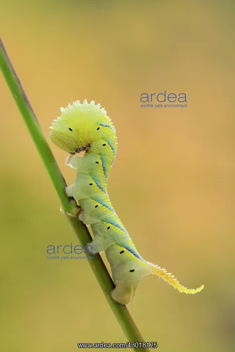 : Death's Head Hawkmoth Larva : Death's Head Hawkmoth Larva