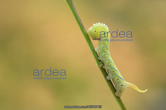 : Death's Head Hawkmoth Larva : Death's Head Hawkmoth Larva
