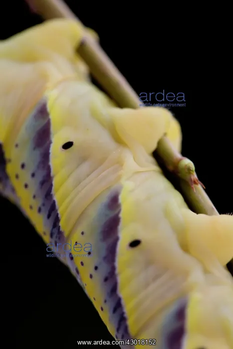 : Death's Head Hawkmoth Larva : Death's Head Hawkmoth Larva