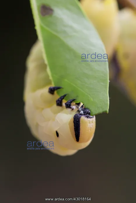 : Death's Head Hawkmoth Larva : Death's Head Hawkmoth Larva