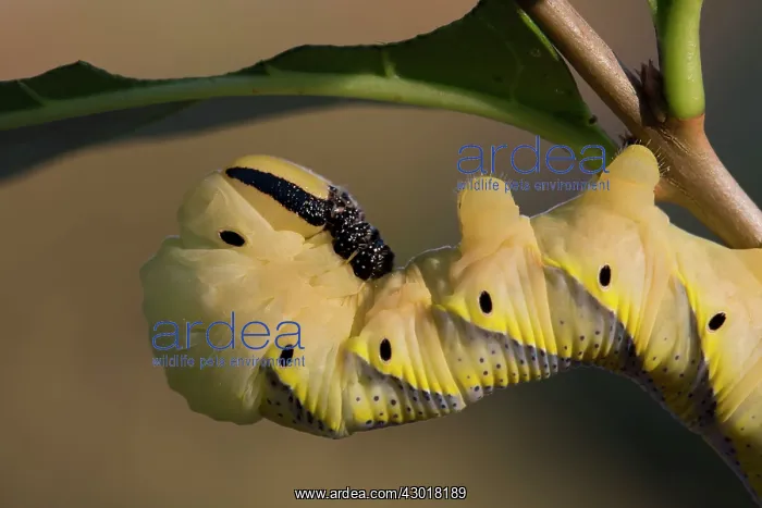 : Death's Head Hawkmoth Larva : Death's Head Hawkmoth Larva