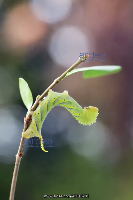 : Death's Head Hawkmoth Larva : Death's Head Hawkmoth Larva