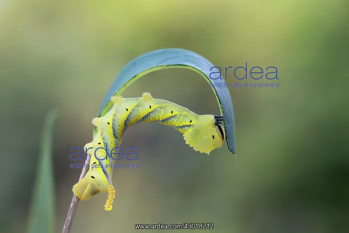 : Death's Head Hawkmoth Larva : Death's Head Hawkmoth Larva