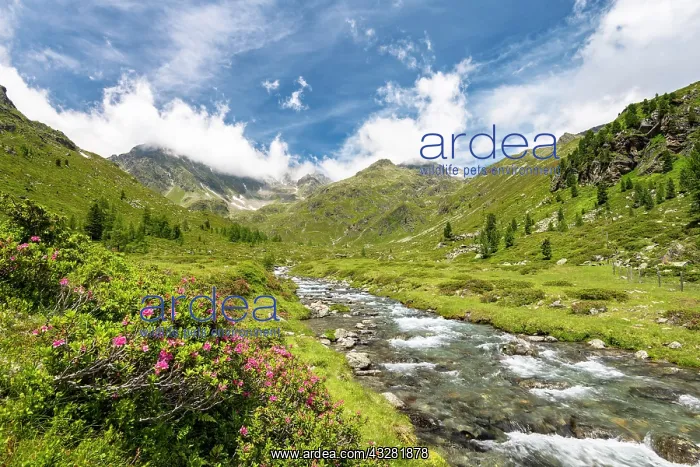 : Debantbach with Rusty-leaved alpenrose (Rhododendron : Debantbach with Rusty-leaved alpenrose (Rhododendron
