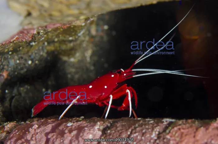 : Debelius Cleaner Shrimp - Ghost Bay dive site : Debelius Cleaner Shrimp - Ghost Bay dive site