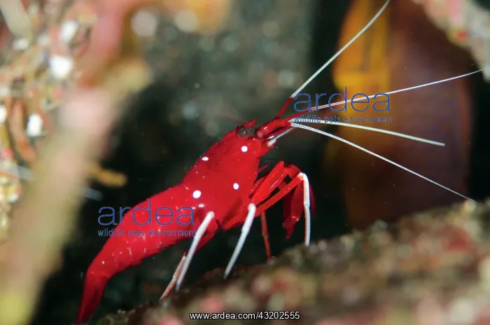 : Debelius Cleaner Shrimp - Ghost Bay dive site, Amed : Debelius Cleaner Shrimp - Ghost Bay dive site, Amed