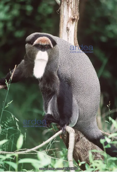 : DEBRAZZA'S MONKEY - IN TREE : DEBRAZZA'S MONKEY - IN TREE