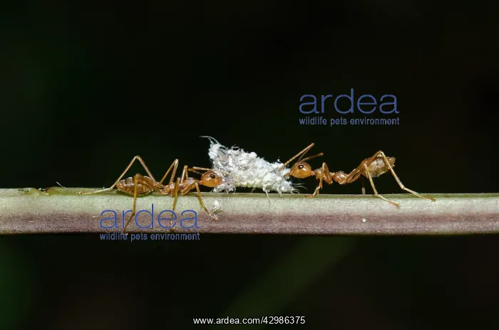 : Debris-carrying Lacewing larvae - being attacked : Debris-carrying Lacewing larvae - being attacked