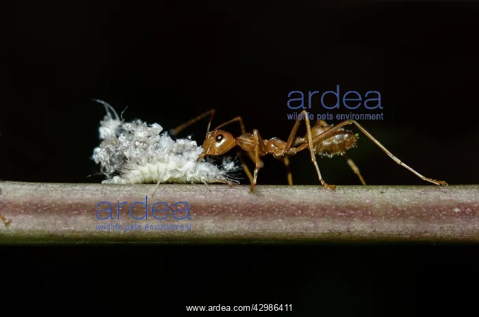 : Debris-carrying Lacewing larvae - being attacked : Debris-carrying Lacewing larvae - being attacked
