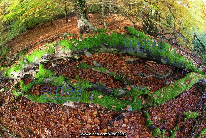 : Decaying Beech Tree stems - and autumn colour in : Decaying Beech Tree stems - and autumn colour in