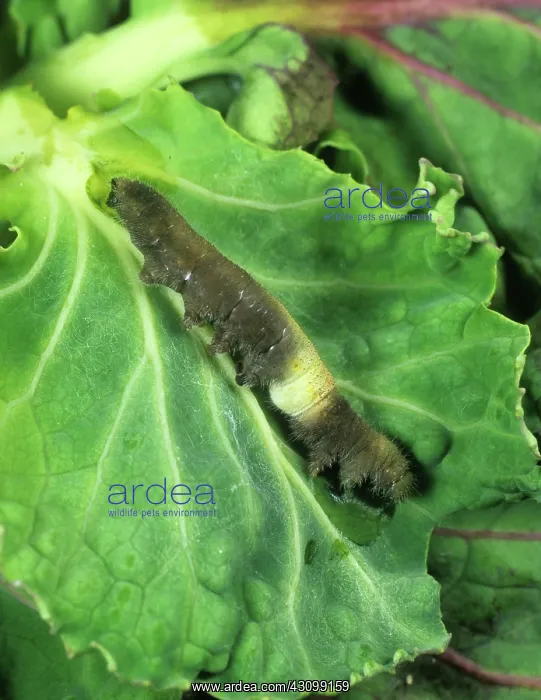 : Decaying White Butterfly Caterpillar : Decaying White Butterfly Caterpillar