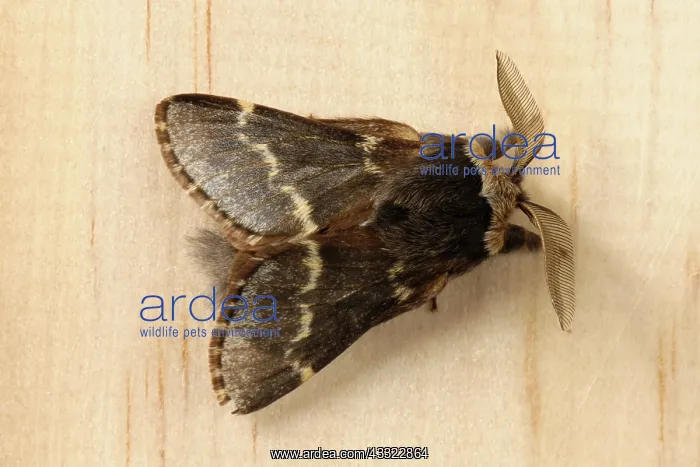 : December moth : December moth