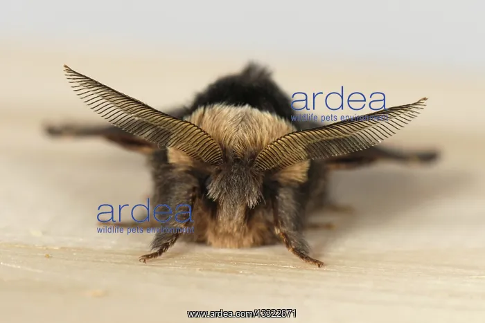 : December moth : December moth