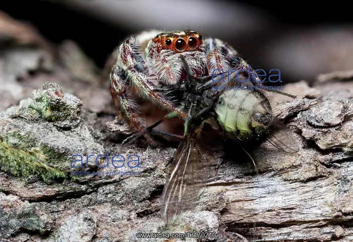 : A decent sized jumping spider feasting on a fly : A decent sized jumping spider feasting on a fly