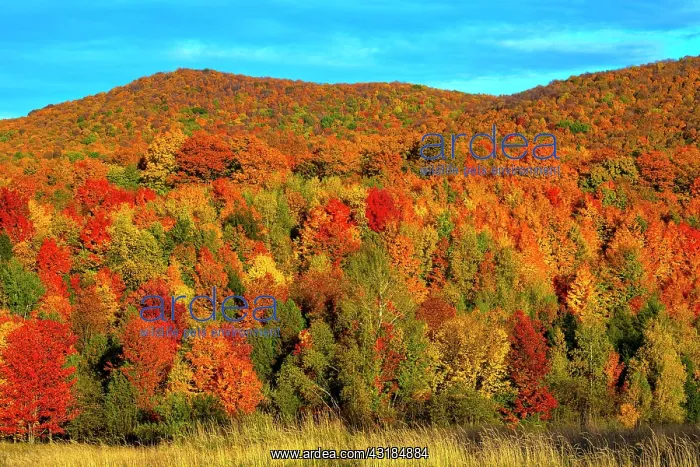 : Deciduous forest in bright autumn colours, Bromont : Deciduous forest in bright autumn colours, Bromont