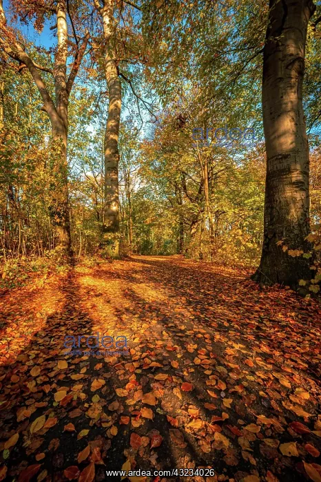 : A deciduous forest in late autumn with colourful : A deciduous forest in late autumn with colourful