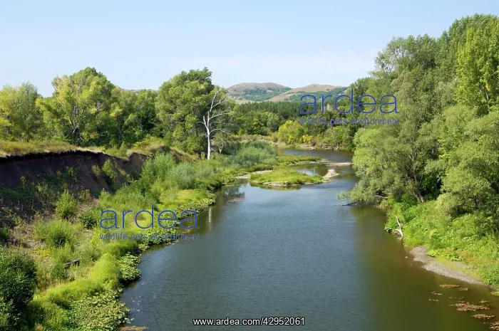 : Deciduous forest in river Sakmara valley (a tributary : Deciduous forest in river Sakmara valley (a tributary
