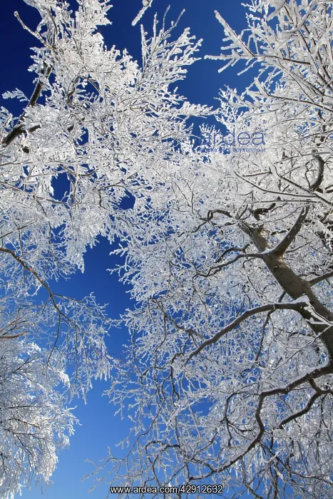 : Deciduous Trees - covered in snow and frost : Deciduous Trees - covered in snow and frost
