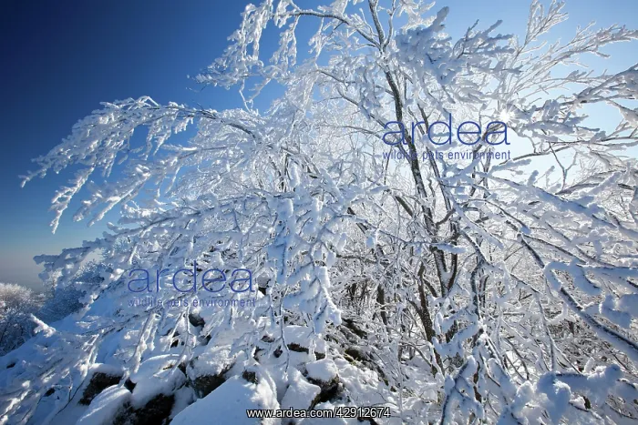 : Deciduous Trees - covered in snow and frost : Deciduous Trees - covered in snow and frost