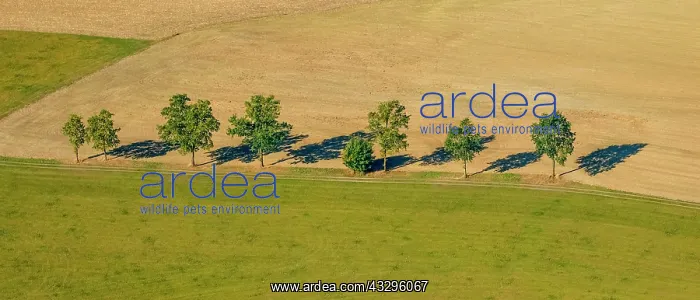  : Deciduous trees by dirt road, aerial, Elfringhausen
