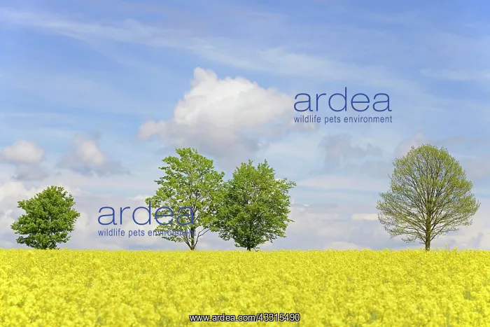 : Deciduous trees at a flowering rape field (Brassica : Deciduous trees at a flowering rape field (Brassica