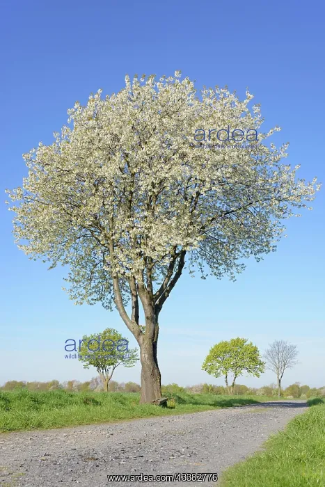 : Deciduous trees by a green grain field, cherry (Prunus) : Deciduous trees by a green grain field, cherry (Prunus)
