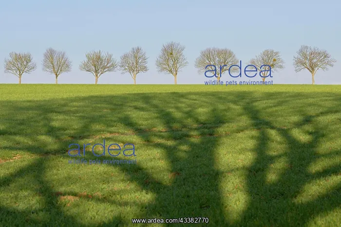 : Deciduous trees, row of trees, cast shadow falls : Deciduous trees, row of trees, cast shadow falls