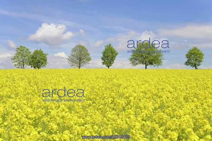 : Deciduous trees, row of trees next to a flowering : Deciduous trees, row of trees next to a flowering