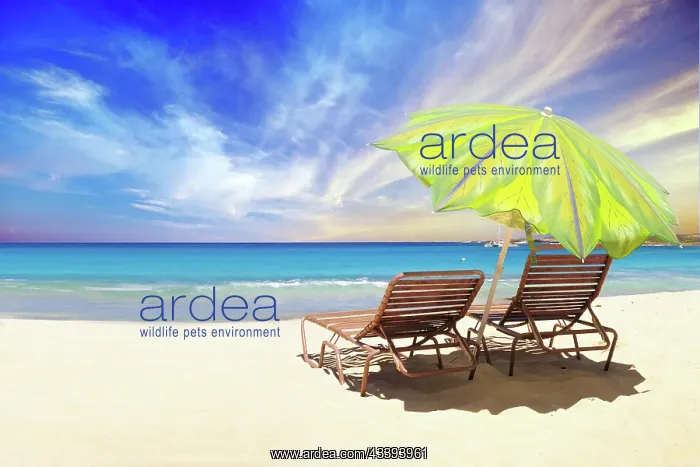 : Deckchairs and parasol on the Caribbean beach, A : Deckchairs and parasol on the Caribbean beach, A