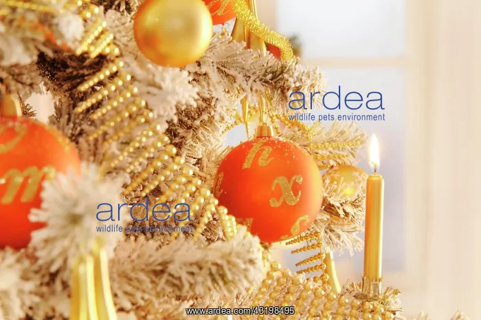 : Decorated Christmas tree with candle Weihnachten : Decorated Christmas tree with candle Weihnachten