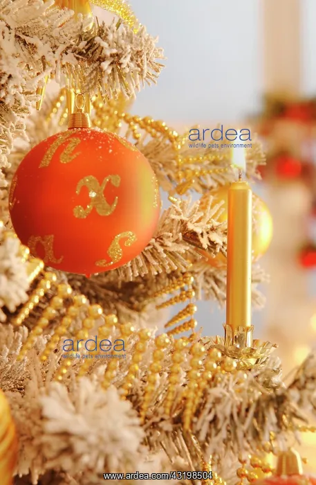 : Decorated Christmas tree with candle Weihnachten : Decorated Christmas tree with candle Weihnachten