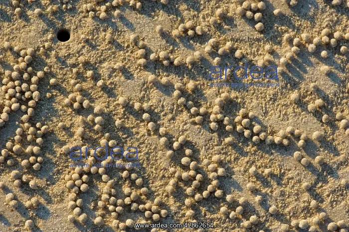 : decorated crab home - beach crabs dig holes into : decorated crab home - beach crabs dig holes into
