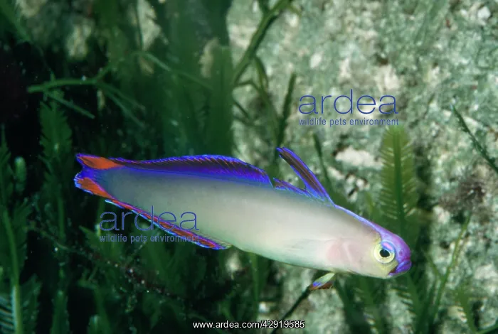 : Decorated Dart Goby / Purple Firefish : Decorated Dart Goby / Purple Firefish