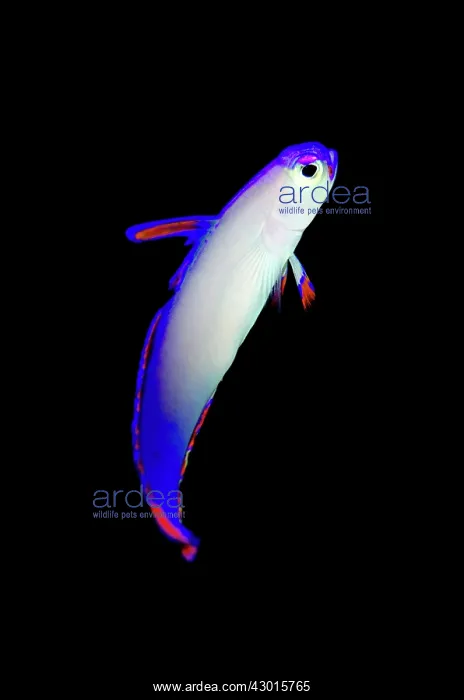 : Decorated Dartfish : Decorated Dartfish