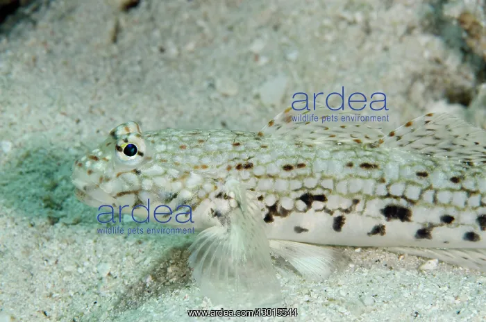  : Decorated Goby