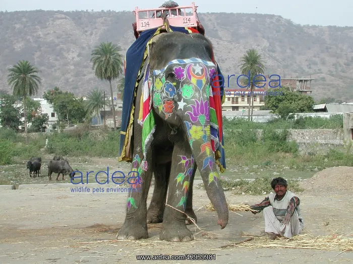: Decorated Indian Elephant : Decorated Indian Elephant