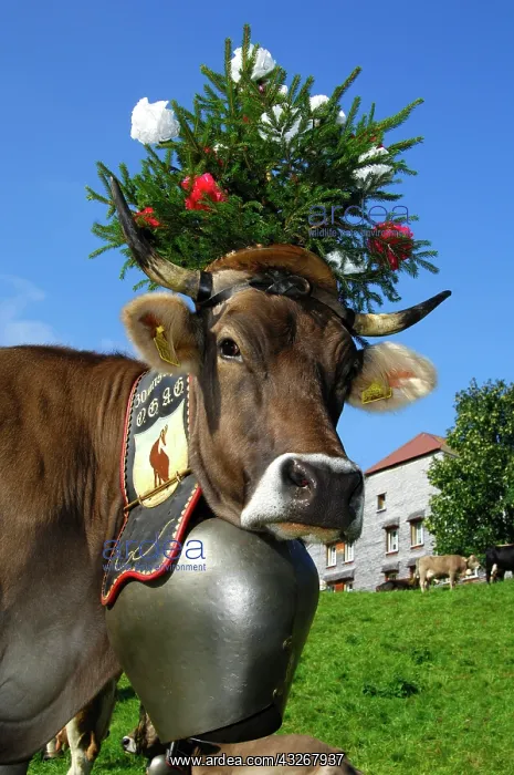 : Decorated queen, cow, ceremonial driving of the : Decorated queen, cow, ceremonial driving of the