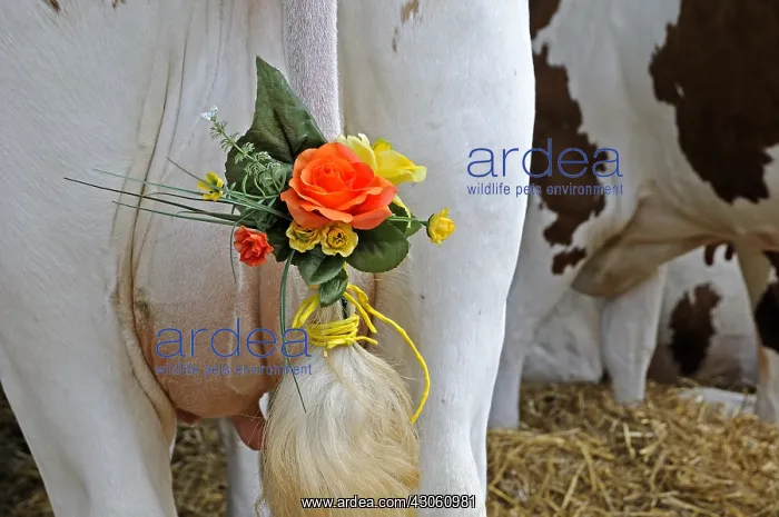: Decorations hung from the tails of cows Montbeliardes : Decorations hung from the tails of cows Montbeliardes