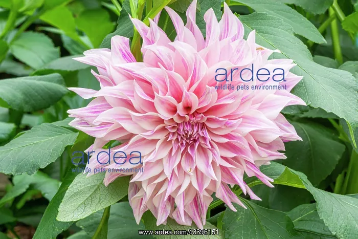 : Decorative dahlia, Dahlia Cafs au Lait Breeder : Decorative dahlia, Dahlia Cafs au Lait Breeder