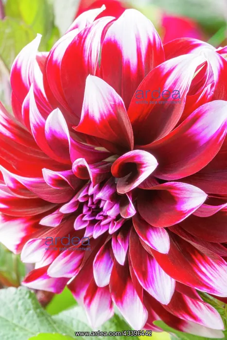 : Decorative dahlia, Dahlia Contraste Breeder : : Decorative dahlia, Dahlia Contraste Breeder :