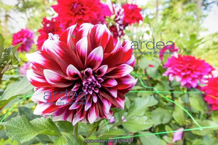 : Decorative dahlia, Dahlia Contraste Breeder : : Decorative dahlia, Dahlia Contraste Breeder :