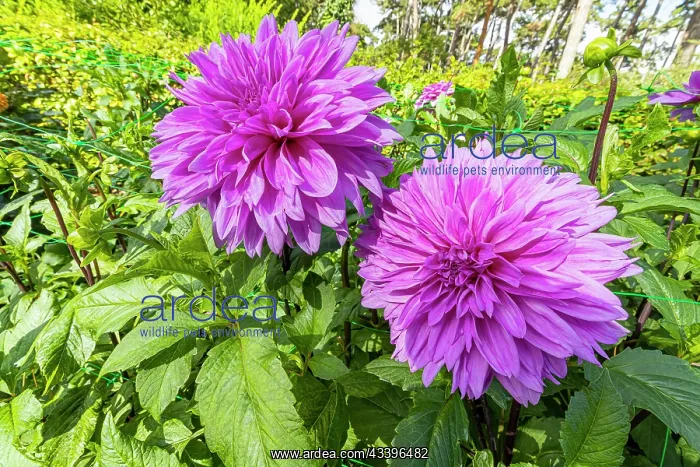 : Decorative dahlia, Dahlia Lilac Time Breeder : : Decorative dahlia, Dahlia Lilac Time Breeder :