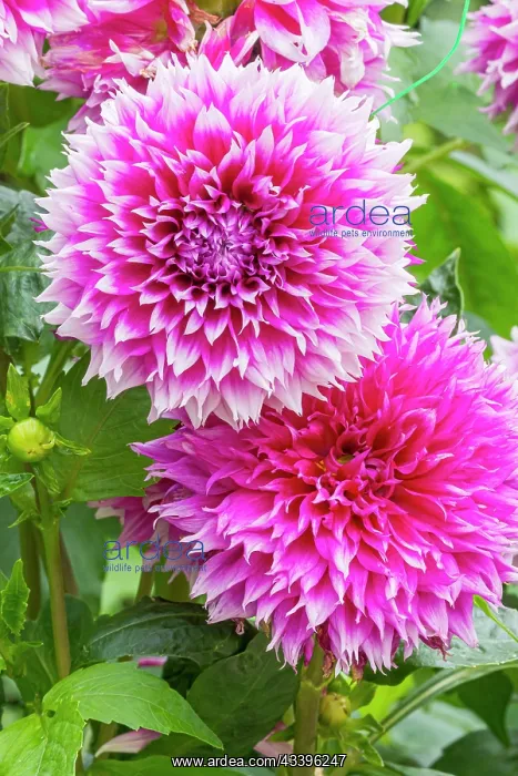 : Decorative dahlia, Dahlia Orija Breeder: Balsevi?ius : Decorative dahlia, Dahlia Orija Breeder: Balsevi?ius