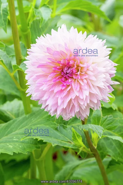 : Decorative dahlia, Dahlia Sakura Fubuki, flower : Decorative dahlia, Dahlia Sakura Fubuki, flower