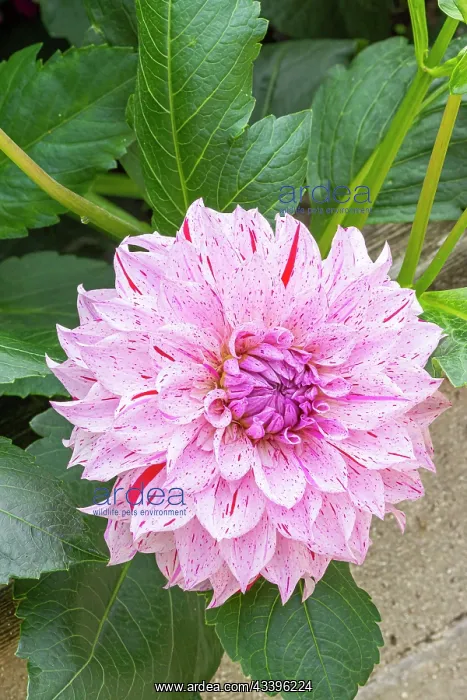 : Decorative dahlia, Dahlia Sierra Breeder : Turc : Decorative dahlia, Dahlia Sierra Breeder : Turc