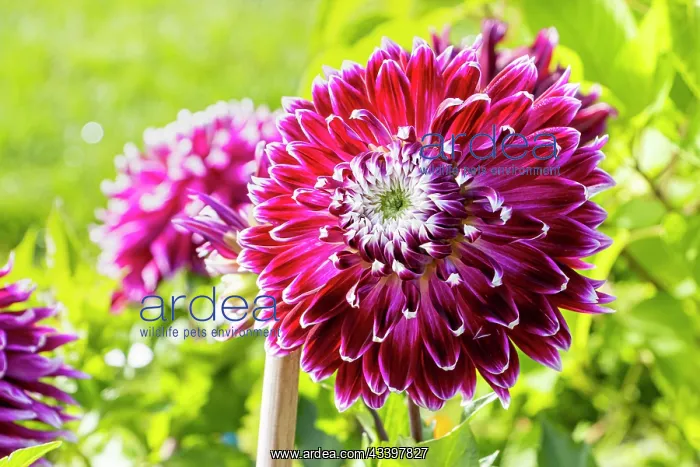 : Decorative dahlia, Dahlia Vancouver, flower : Decorative dahlia, Dahlia Vancouver, flower