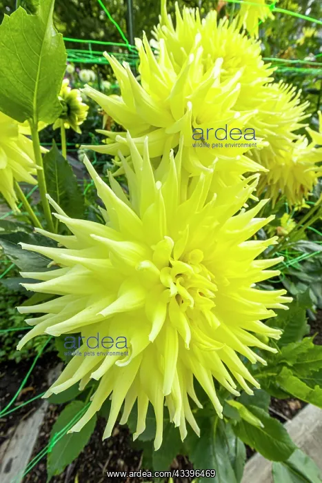 : Decorative dahlia, Dahlia Yellow Passion Breeder : Decorative dahlia, Dahlia Yellow Passion Breeder