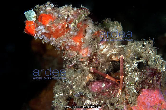 : Decorator Crab : Decorator Crab