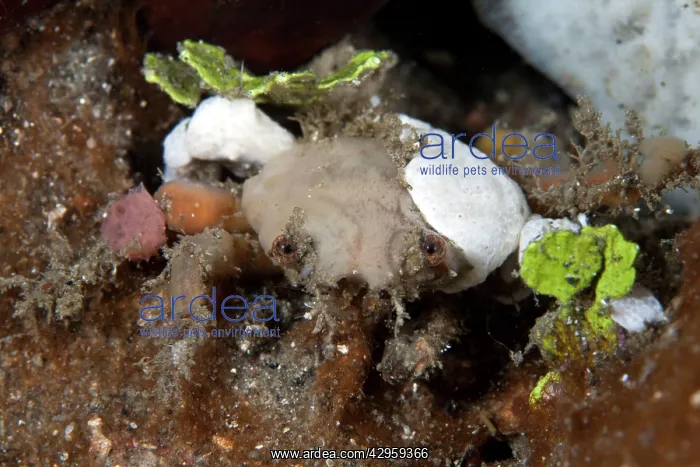 : Decorator Crab : Decorator Crab